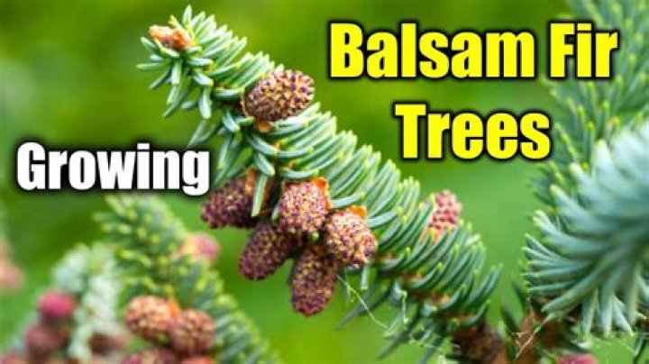 How do you grow Douglas fir from seed?