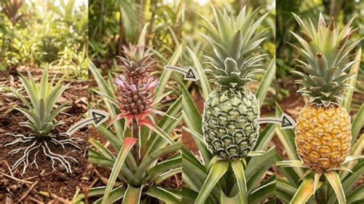 How do you grow pineapples in Australia?