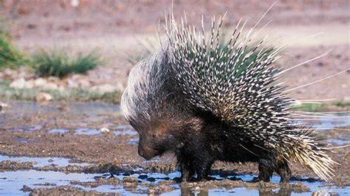 How do you kill a porcupine?