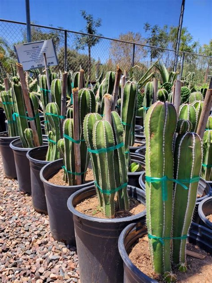 How do you plant a Mexican fencepost cactus?