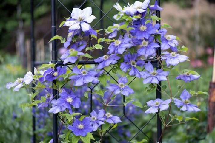 How do you propagate clematis armandii?