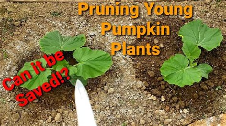How do you prune a pumpkin plant?