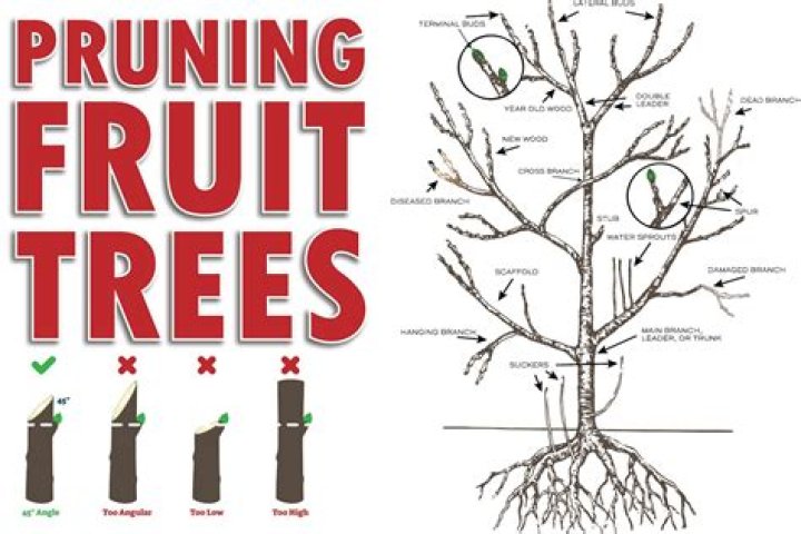 How do you prune a rubber tree?