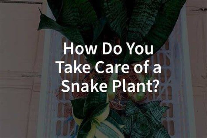How do you take care of a banana tree in Georgia?