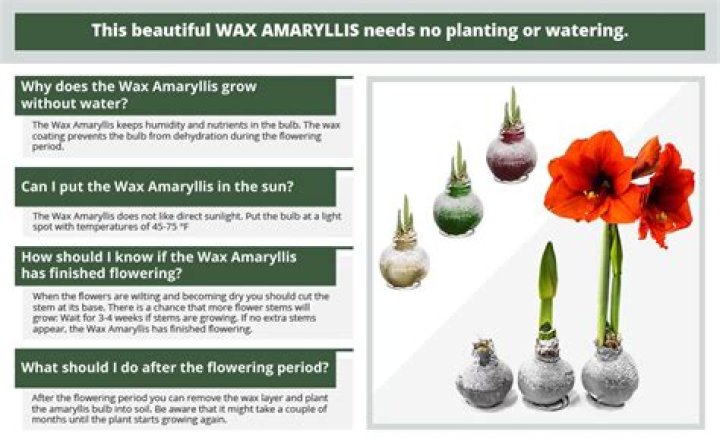 How do you wax Amaryllis?