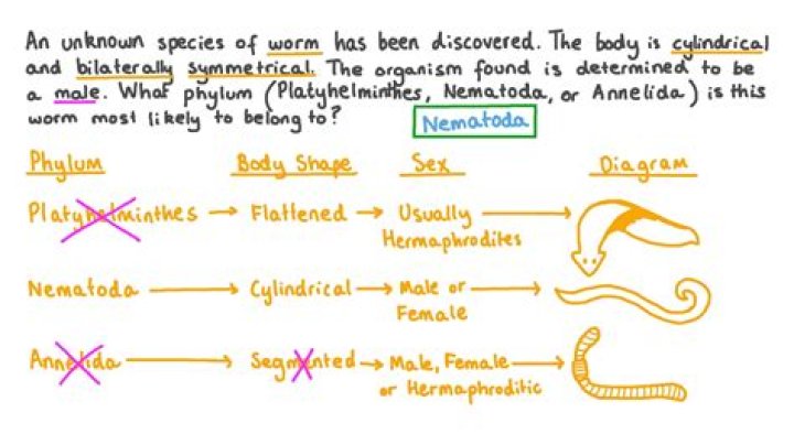 How does phylum Nematoda reproduce?