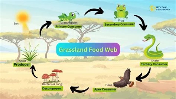 How does the grassland food web work?