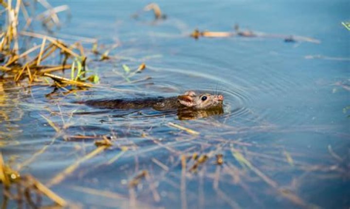 How far can mice swim?