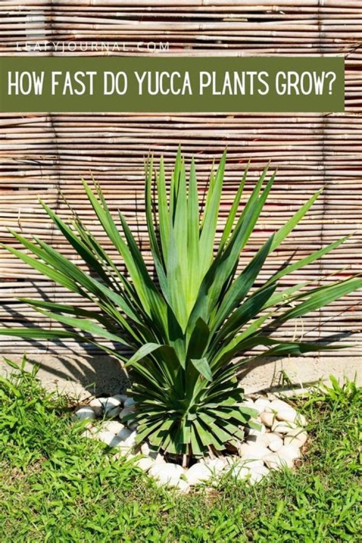 How fast do yucca grow?