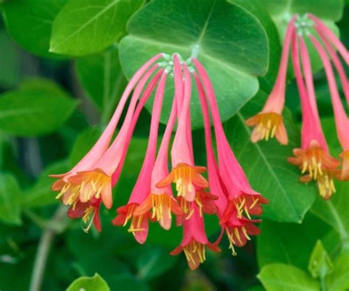How fast does coral honeysuckle grow?