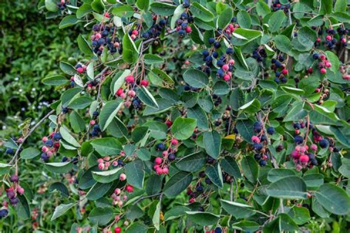 How fast does serviceberry grow?