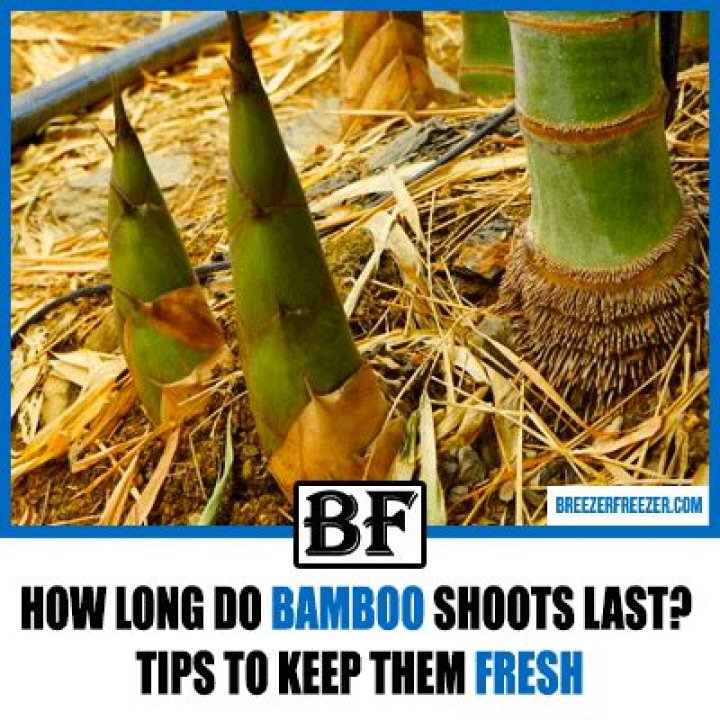 How long do bamboo shoots last?