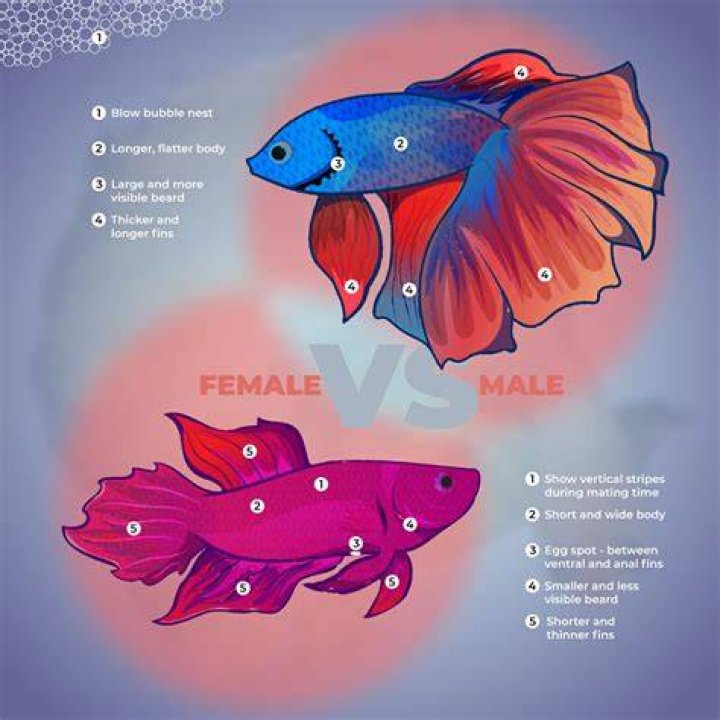 How many female bettas are there?