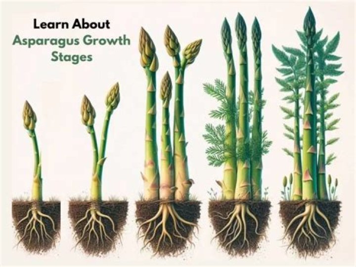 How many Spears is a serving of asparagus?