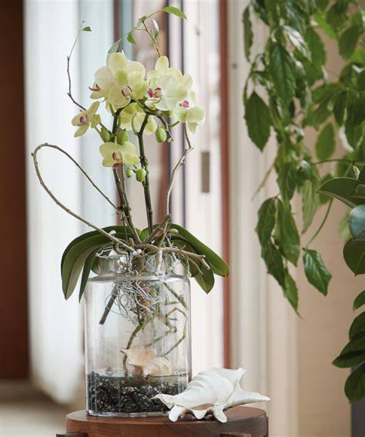 How much cold can orchids tolerate?
