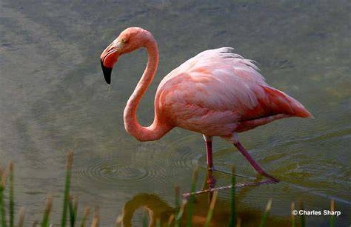 Is a group of flamingos called a flamboyance?