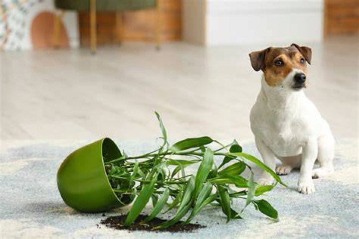 Is Asiatic jasmine toxic to dogs?