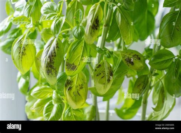 Is Basil with black spots OK?