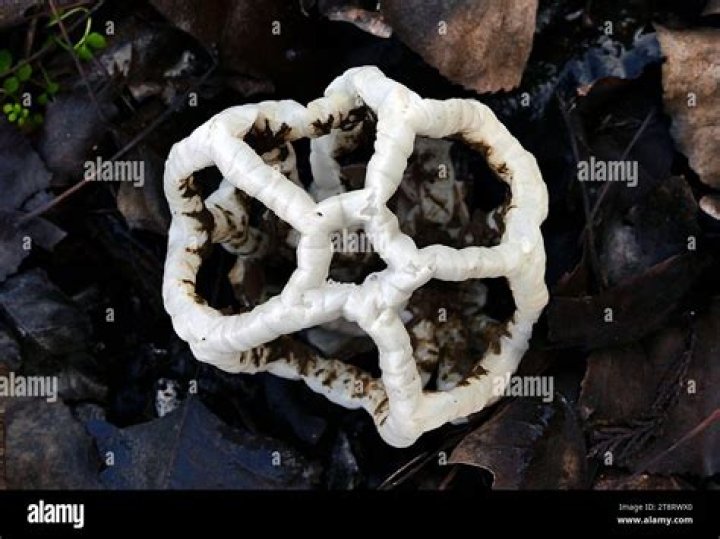 Is basket fungus edible?