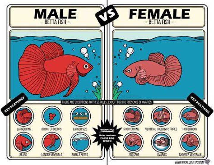 Is goldfish or betta better?