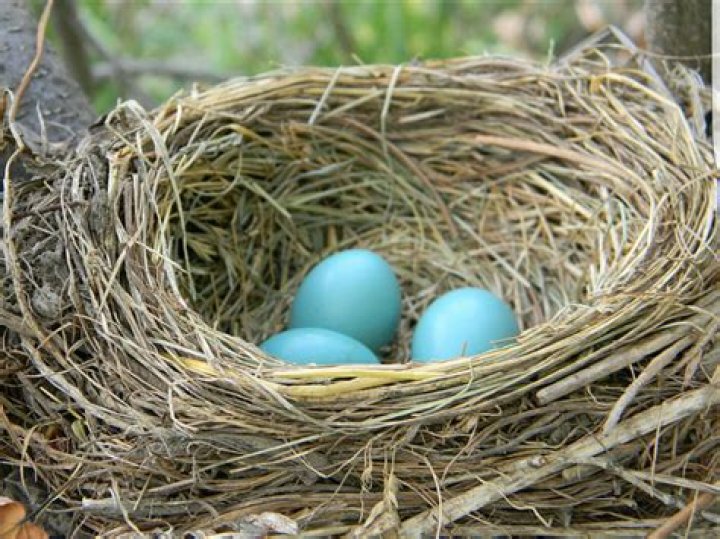 Is it bad luck to knock down a bird’s nest?