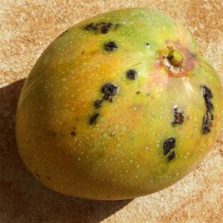 Is it safe to eat mangoes with white spots?