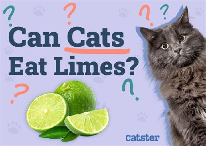 Is lime poisonous to cats?