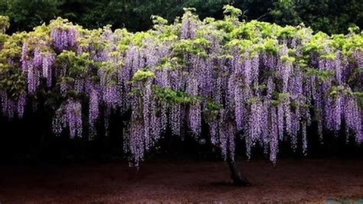 Is Wisteria poisonous to dogs?