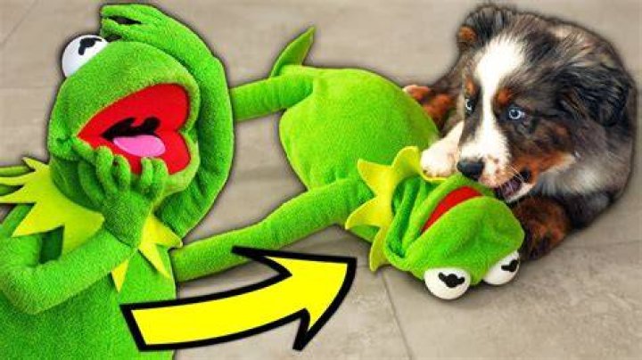Kermit the Dog - Age, Family, Bio