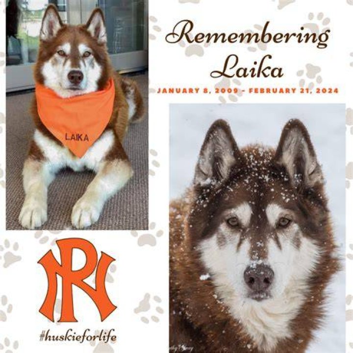 Laika the Husky - Age, Family, Bio