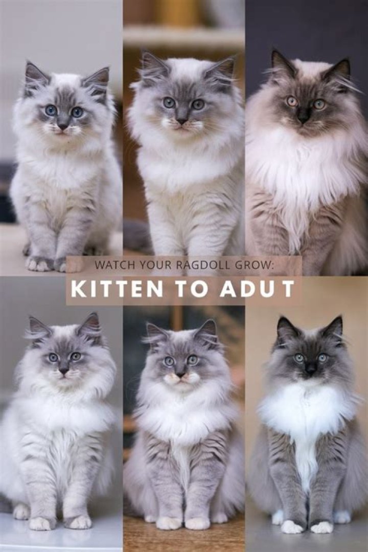 Merlin Ragdoll - Age, Family, Bio