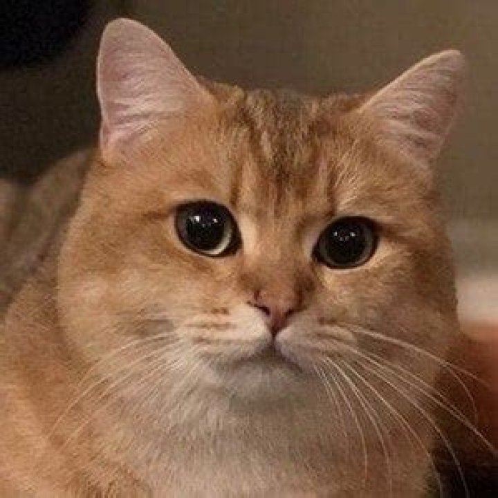 OwlKitty - Age, Family, Bio
