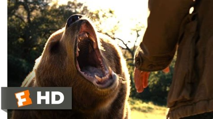 Are the Animals in We Bought a Zoo Real or CGI? 2 We Bought a Zoo Bear