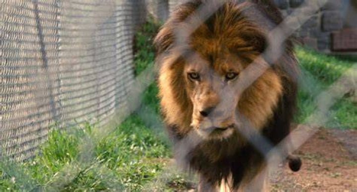 Are the Animals in We Bought a Zoo Real or CGI? 1 We Bought a Zoo Lion