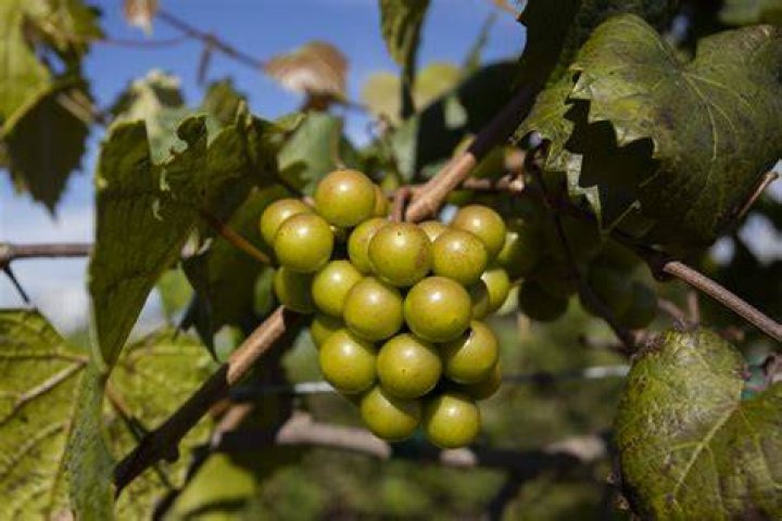 What's the difference between muscadine and scuppernong grapes?