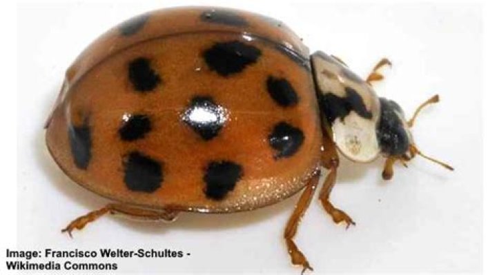 What are brown bugs that look like ladybugs?