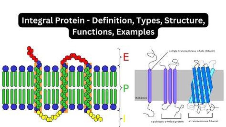 What are integral stops?