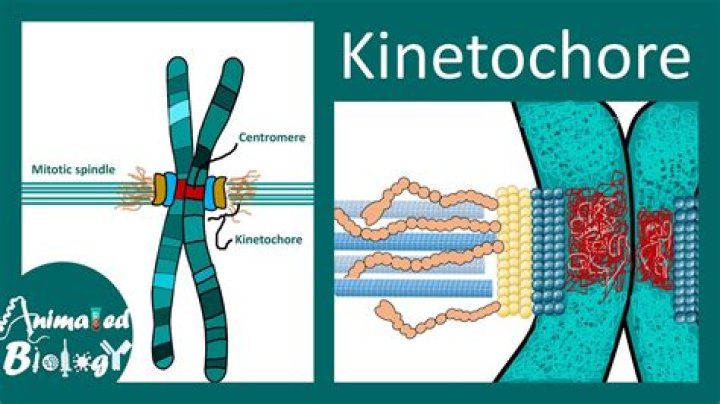 What are Kinetochores Fibres?