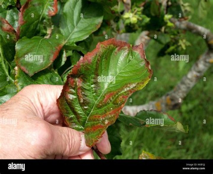 What are the brown spots on my apple tree leaves?