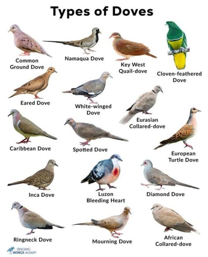 What are the colors of doves?