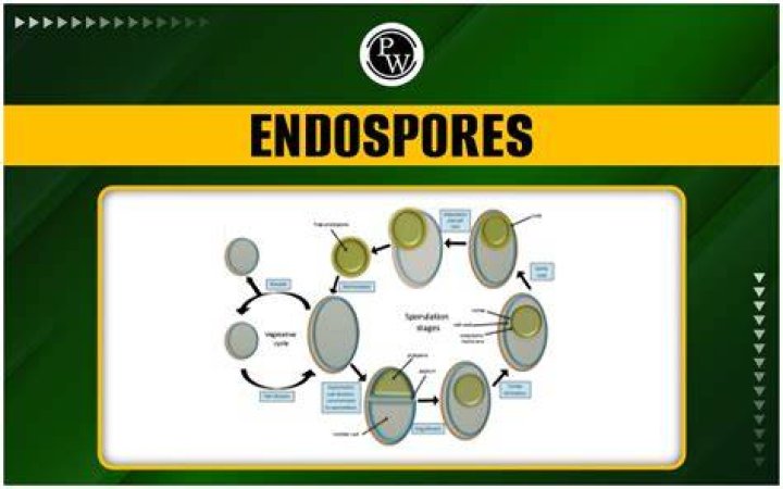 What are the functions of endospores in bacteria quizlet?