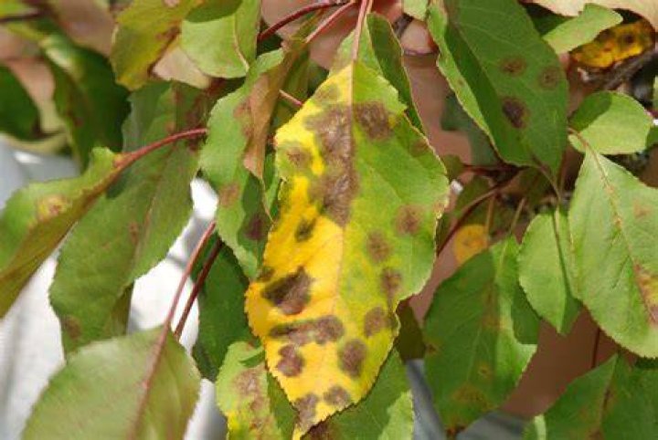 What are the yellow spots on my apple tree leaves?