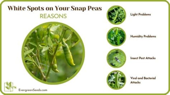 What causes the white spots on sugar snap peas?