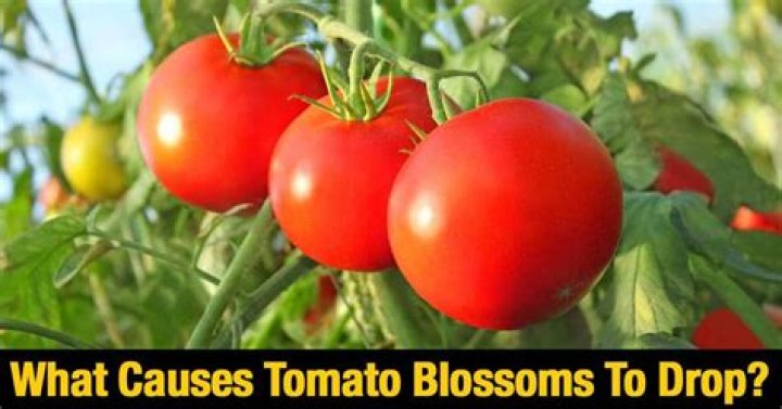 What causes tomato blossoms to fall off?