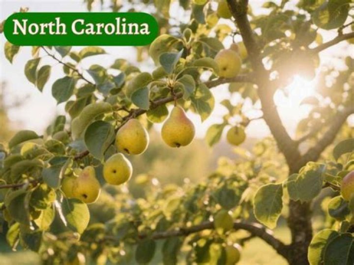 What crops grow well in North Carolina?