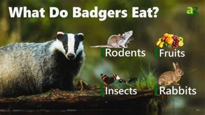 What do badgers eat in the garden?