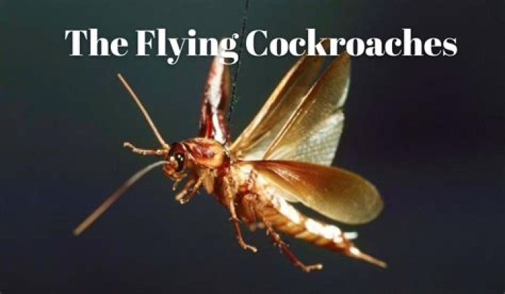 What do flying roaches look like?