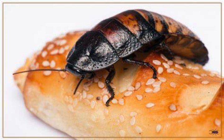 What do Madagascar hissing cockroaches eat in the wild?