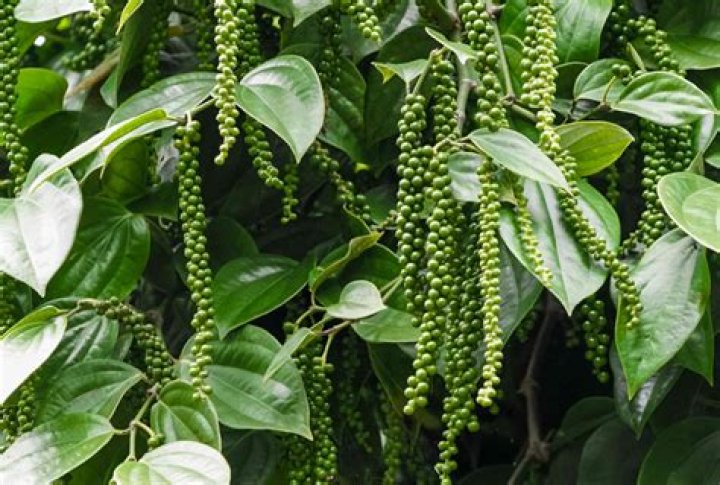 What does a black peppercorn plant look like?