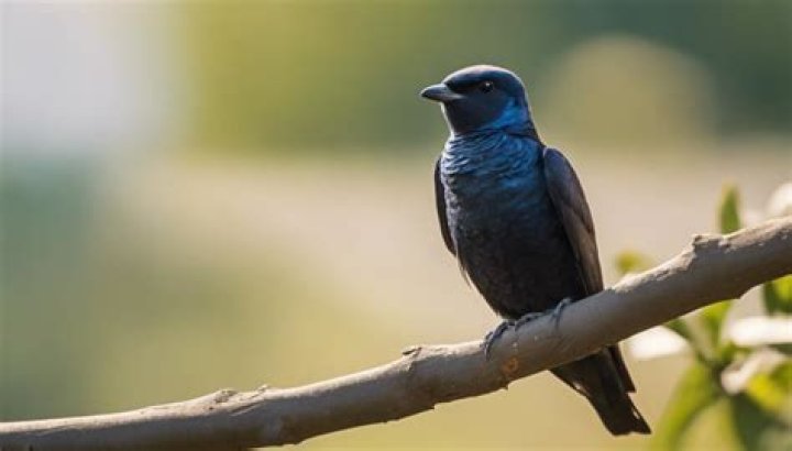 What does a blue martin bird look like?